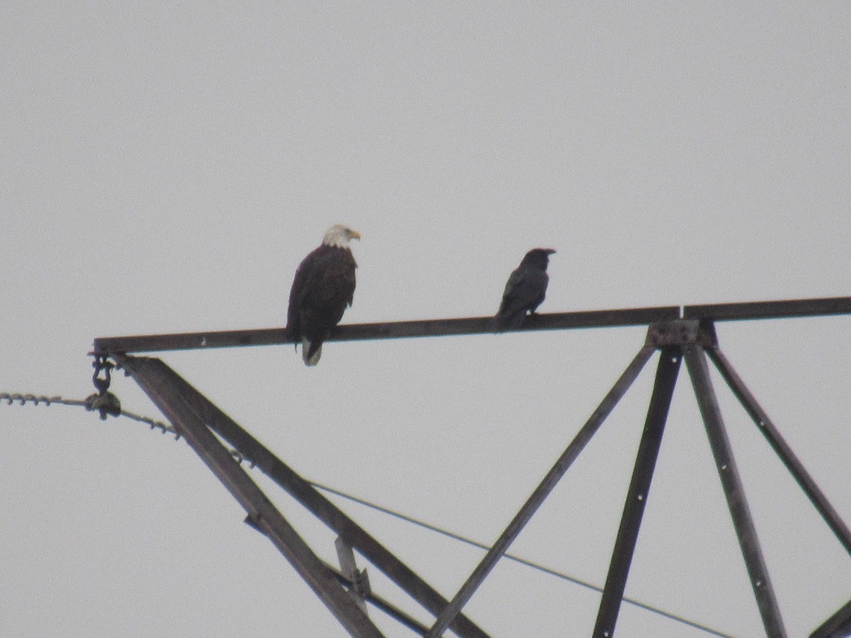 Хон хэрээ - ML609669102