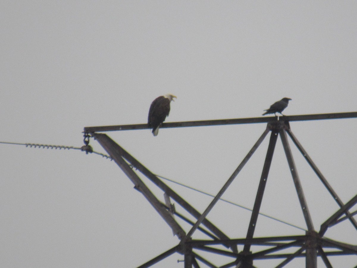 Хон хэрээ - ML609669103