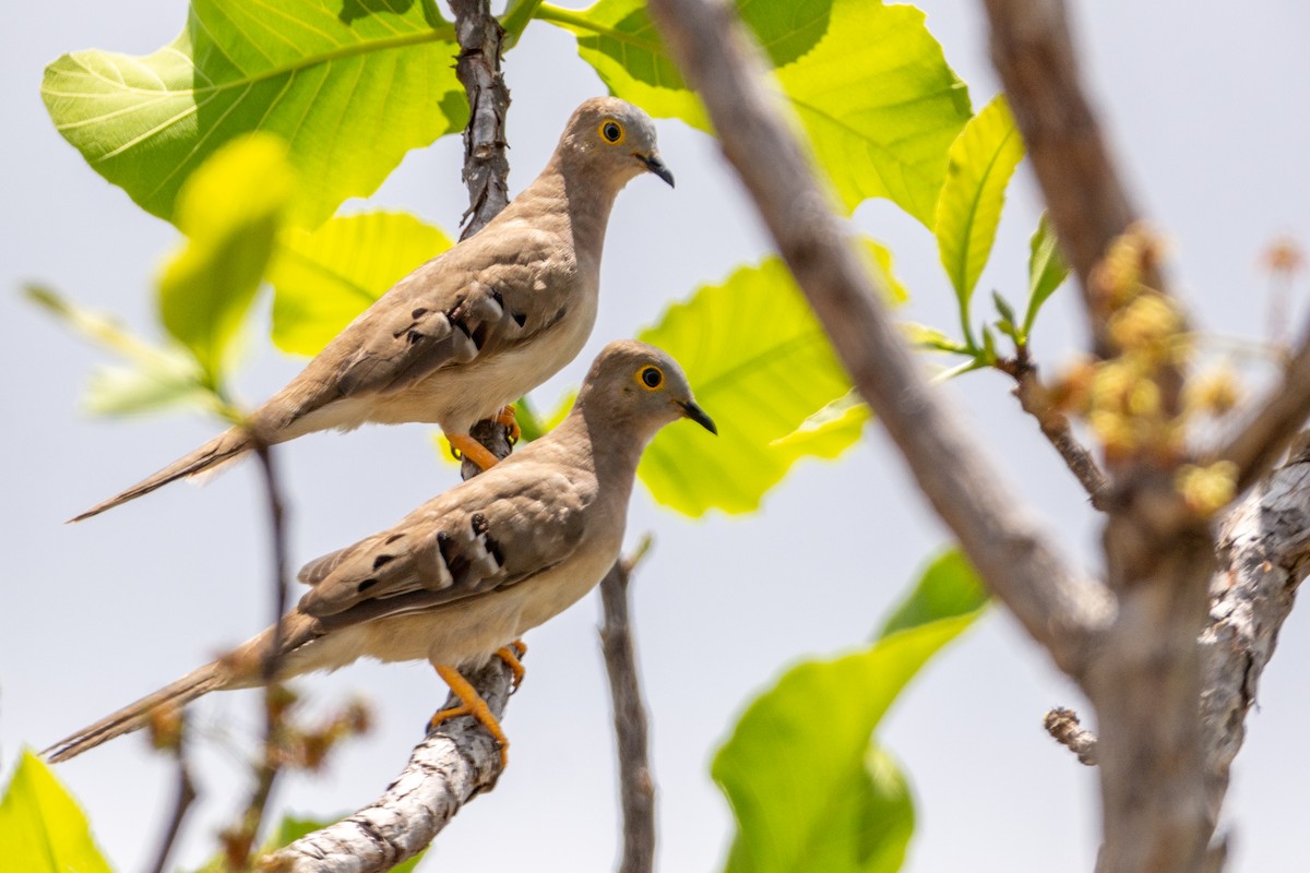 Long-tailed Ground Dove - André Adeodato - Aves de Sobral