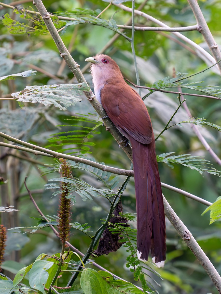 Squirrel Cuckoo - ML609669133