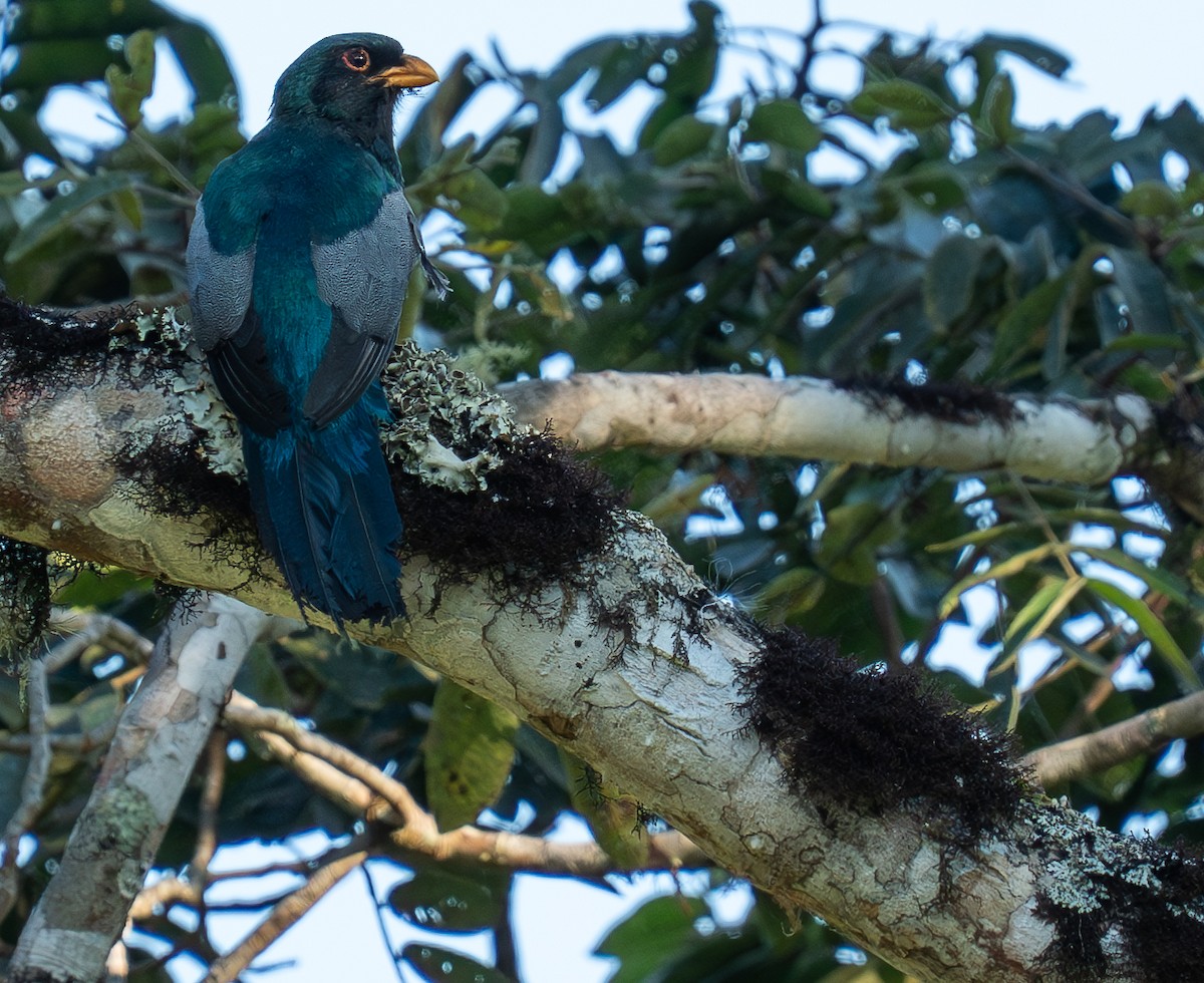 Black-tailed Trogon - ML609669144