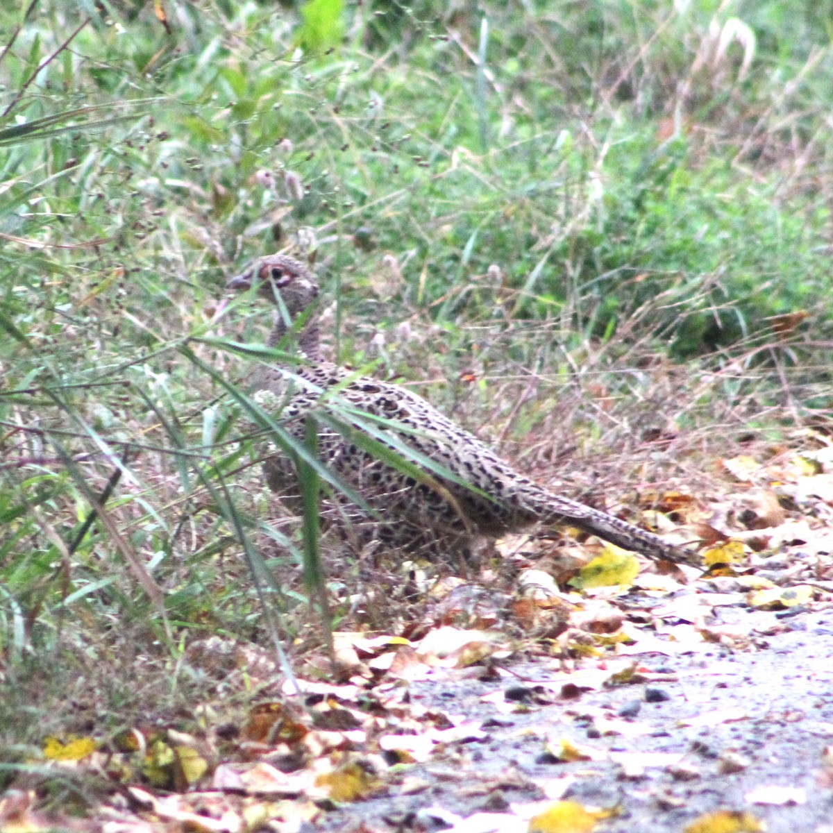 Ring-necked Pheasant - ML609669190