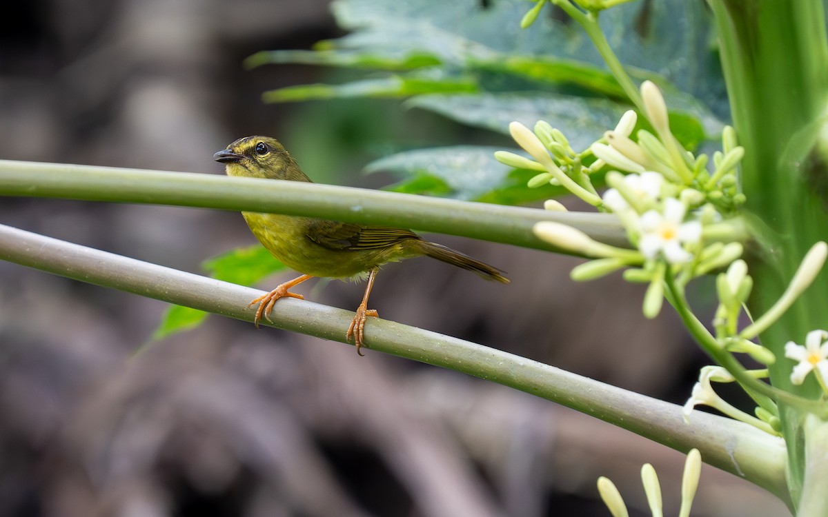 Two-banded Warbler - ML609669198