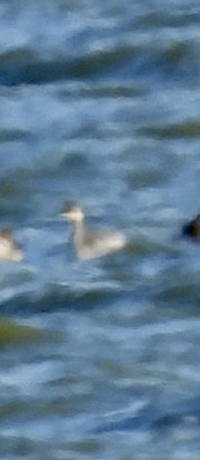 Eared Grebe - Christopher Daniels