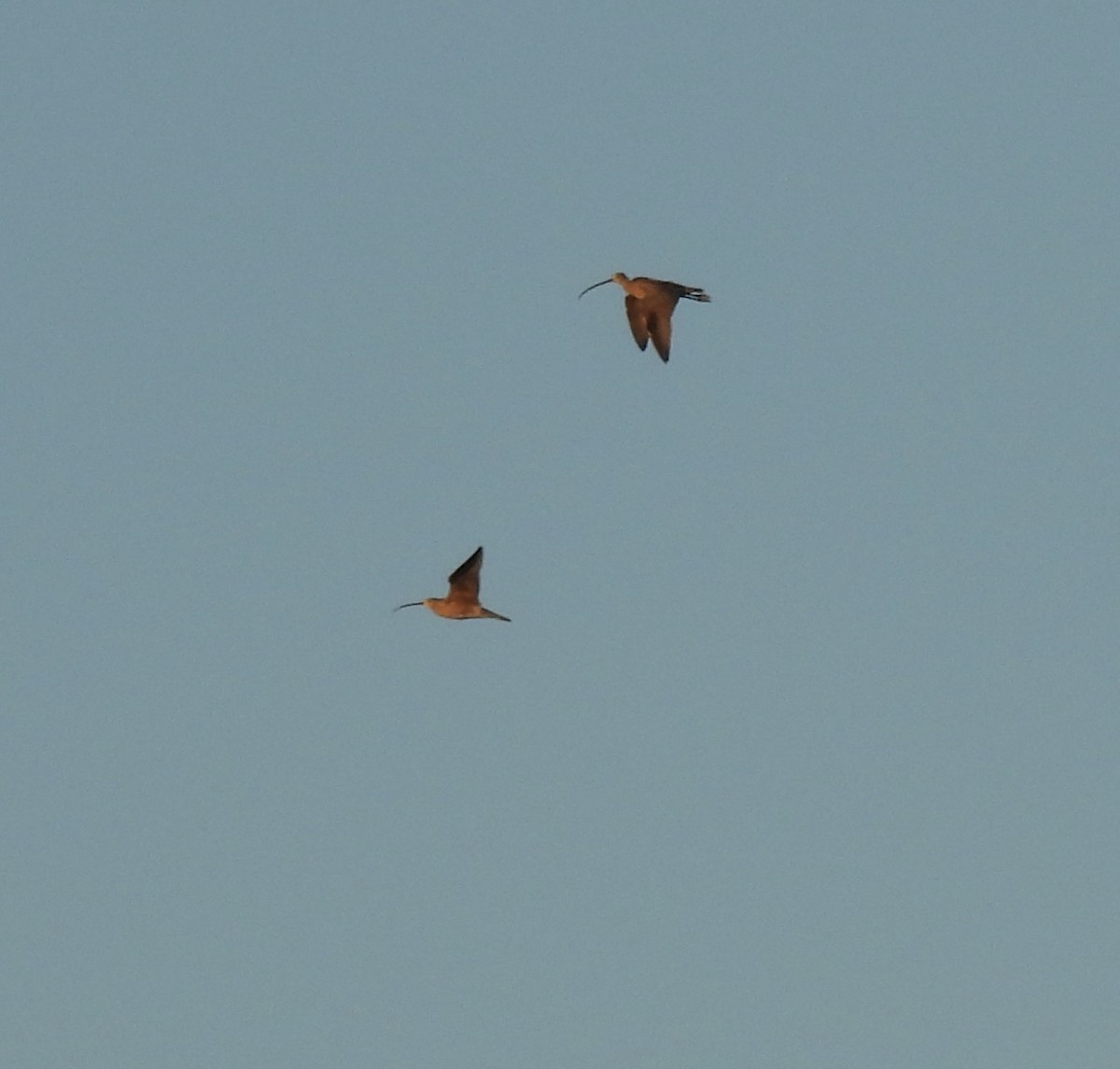 Long-billed Curlew - ML609669235