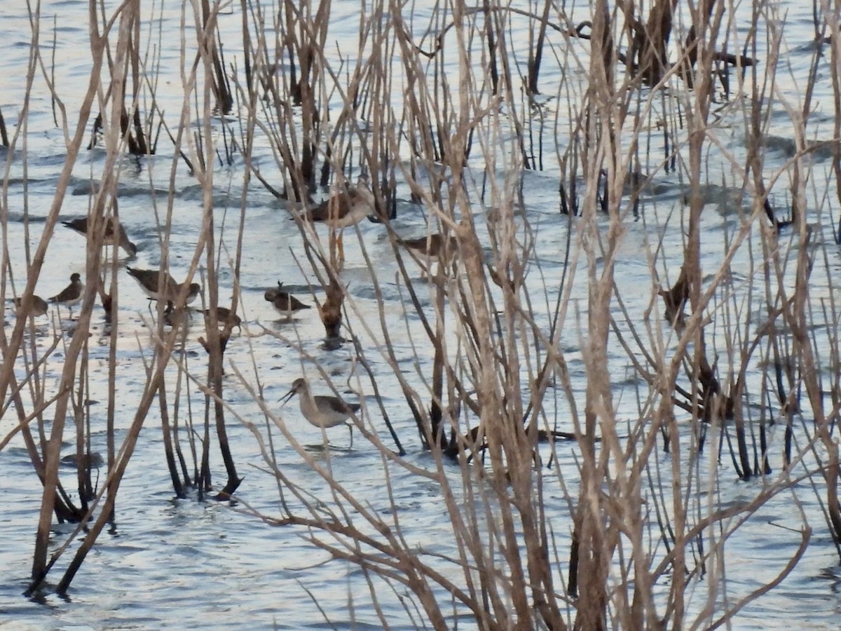 Greater Yellowlegs - ML609669272