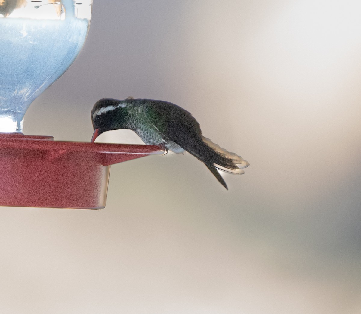 White-eared Hummingbird - ML609669369