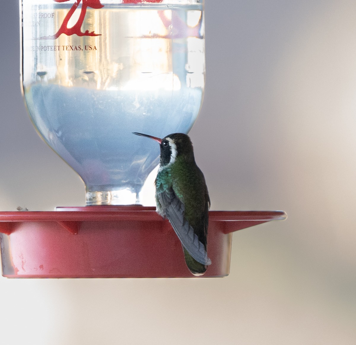 White-eared Hummingbird - ML609669371