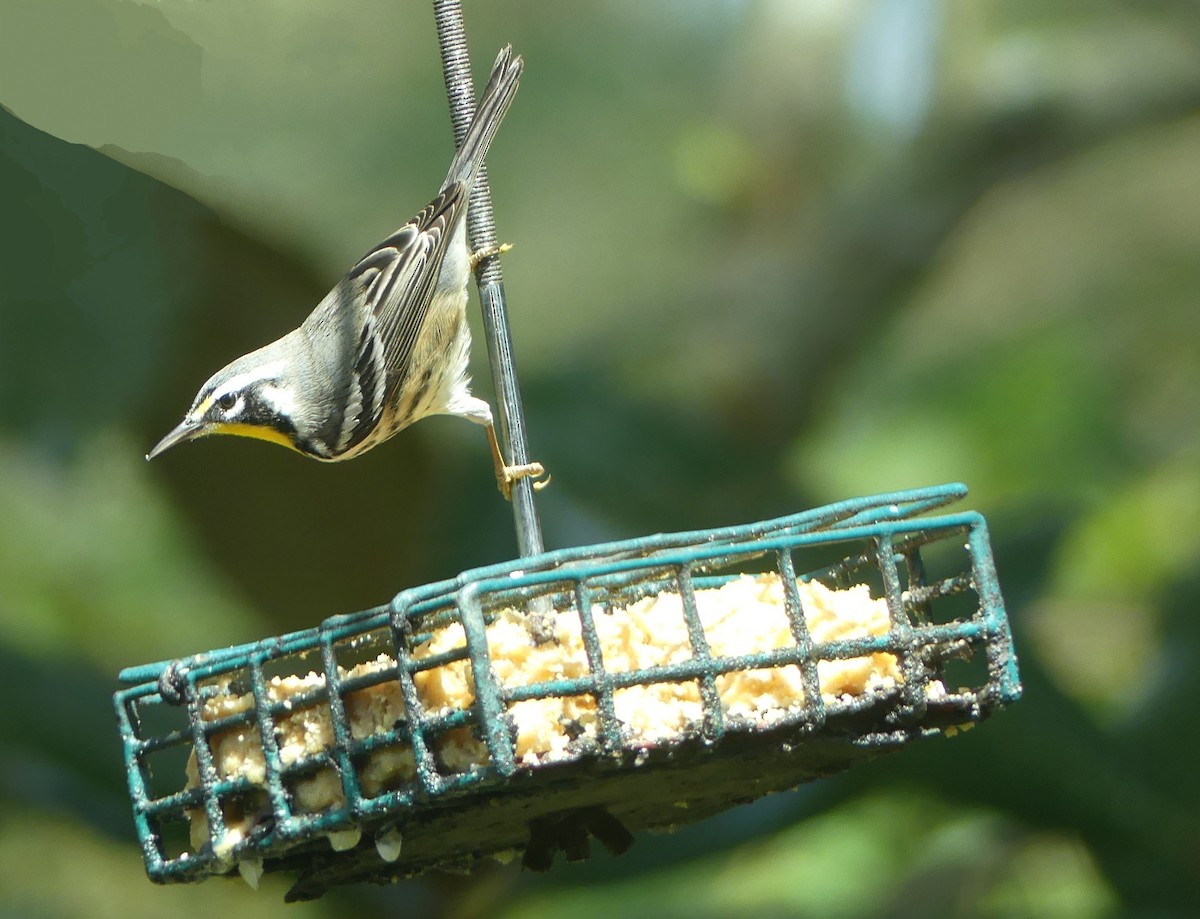 Yellow-throated Warbler - ML609669456