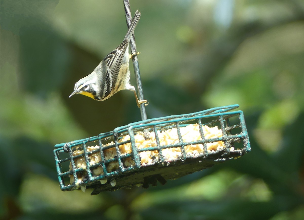 Yellow-throated Warbler - ML609669457