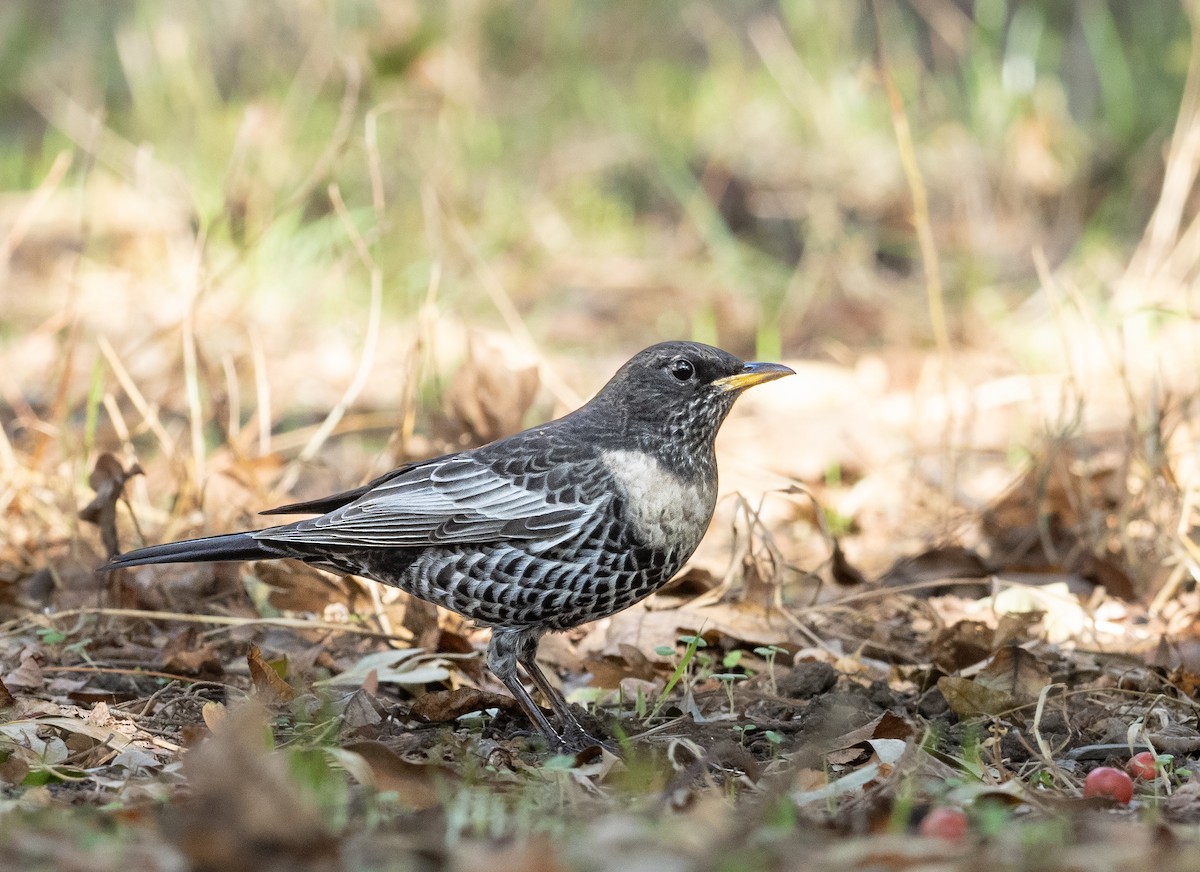 Ring Ouzel - ML609669690