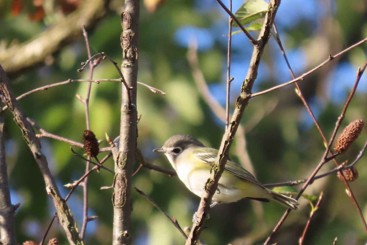 Blue-headed Vireo - ML609669722