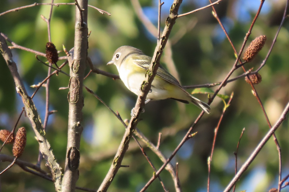 Mavi Başlı Vireo - ML609669723