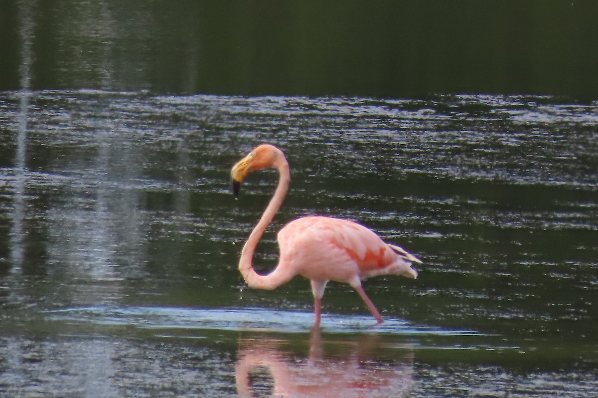 American Flamingo - ML609669748
