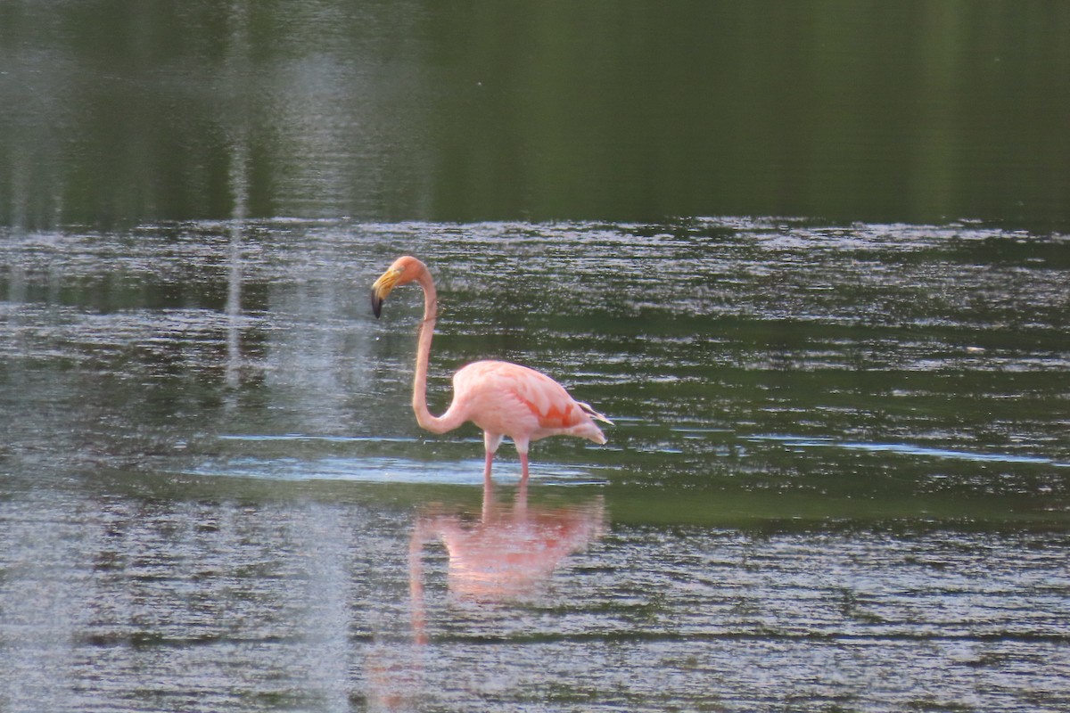 Amerika Flamingosu - ML609669749