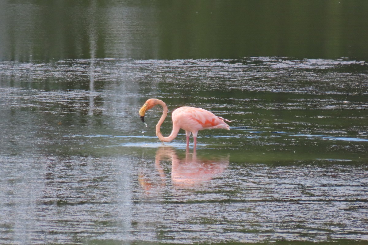 American Flamingo - ML609669750