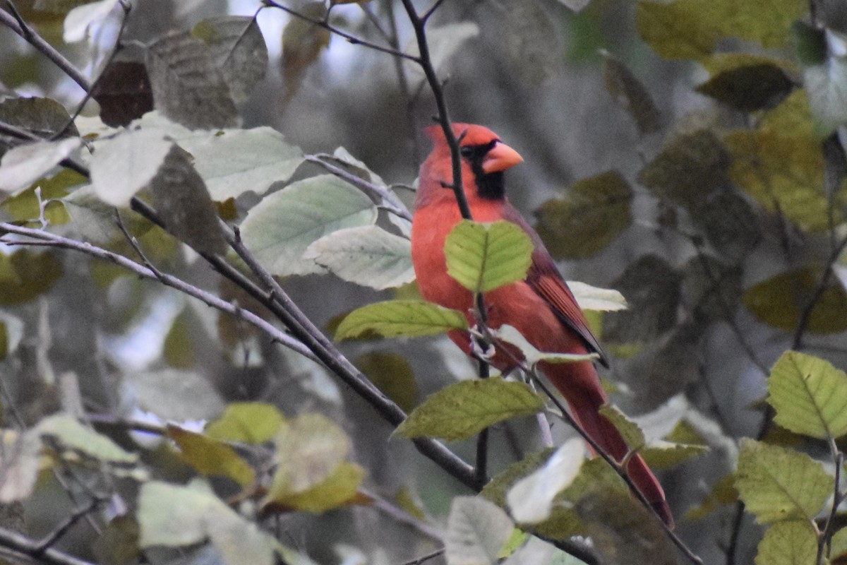 Cardinal rouge - ML609669766