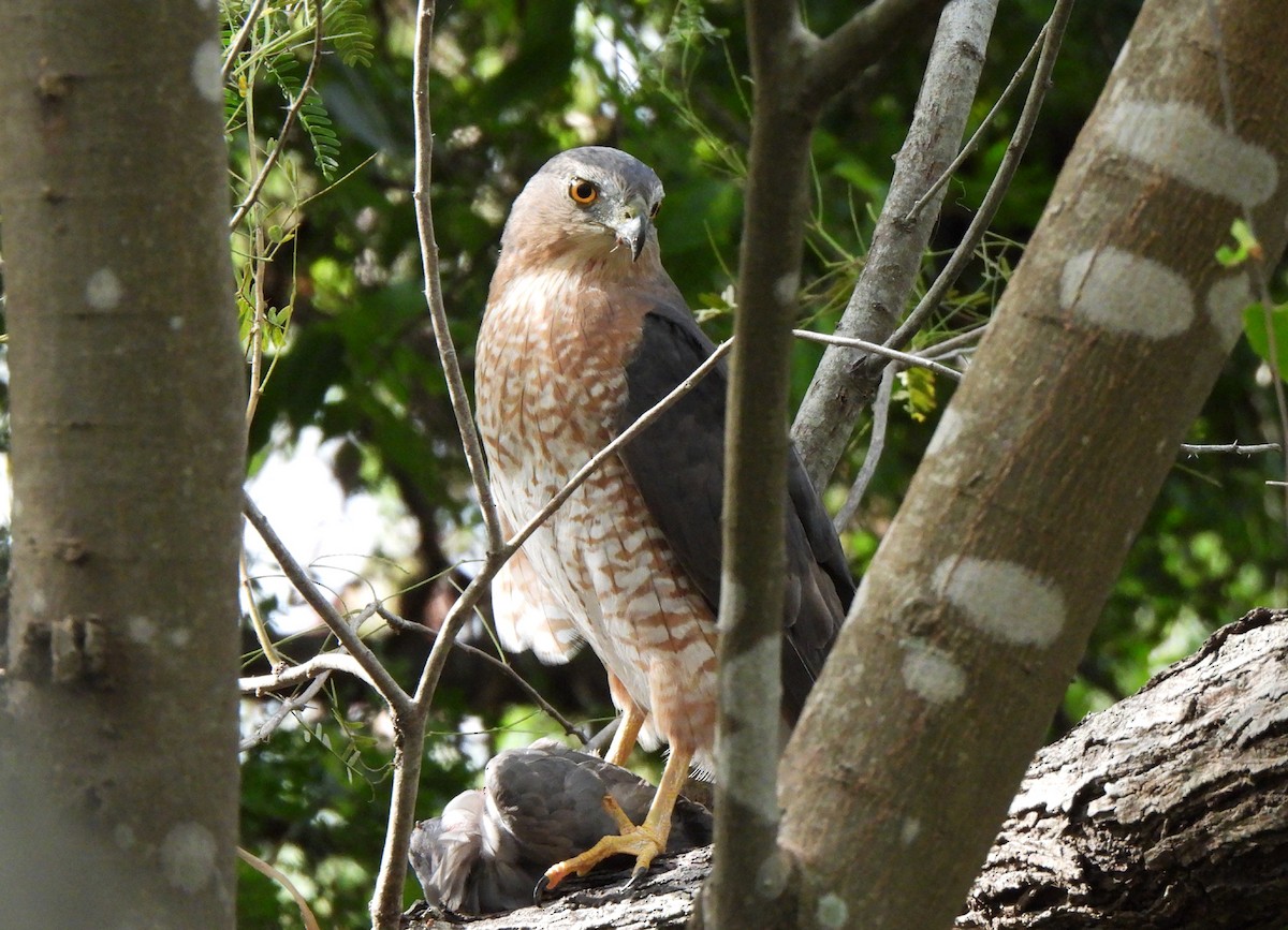 Cooper's Hawk - ML609669855