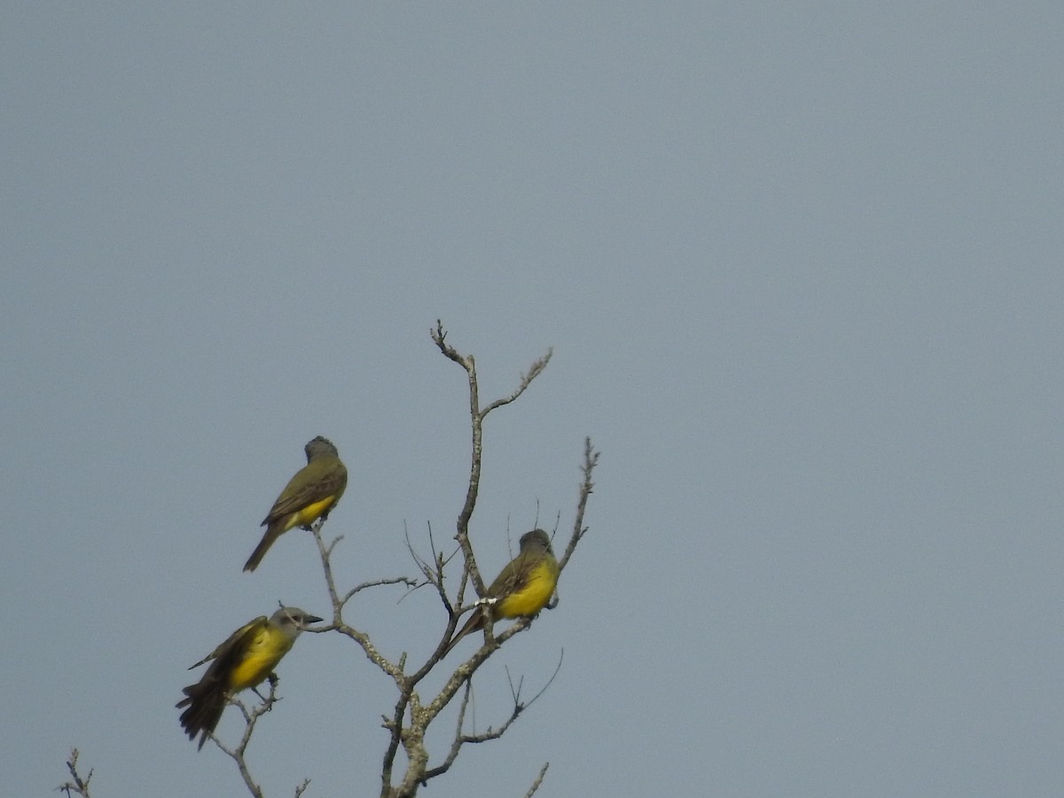 Couch's Kingbird - Tania Homayoun