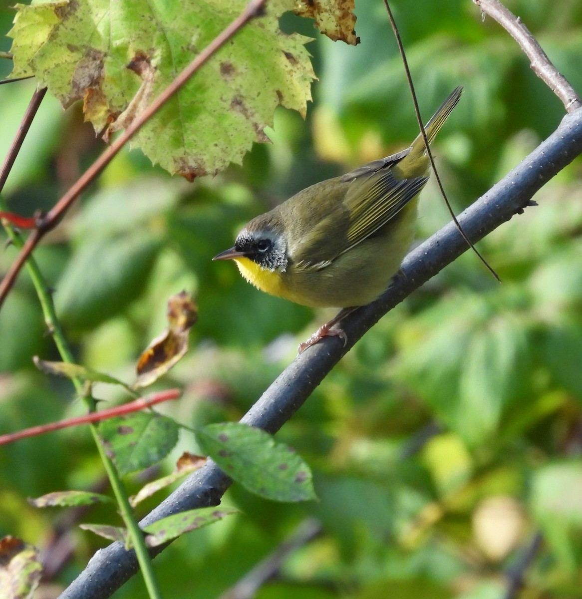 Common Yellowthroat - ML609669930