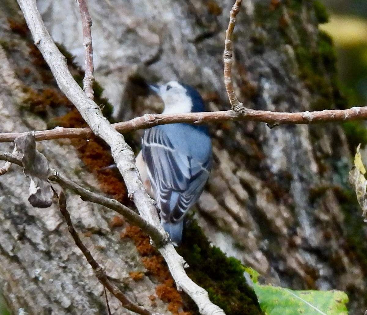 Sittelle à poitrine blanche - ML609669943