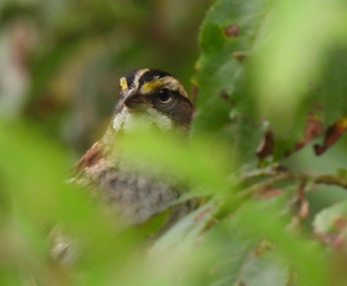 White-throated Sparrow - Lynne Harding