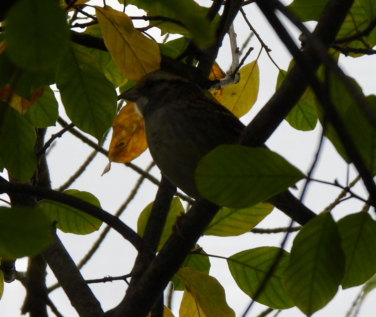 White-throated Sparrow - Lynne Harding