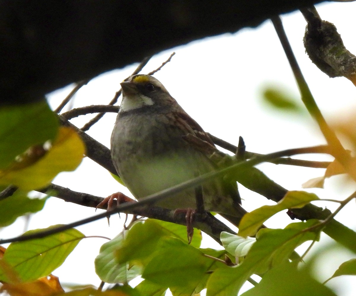 White-throated Sparrow - Lynne Harding