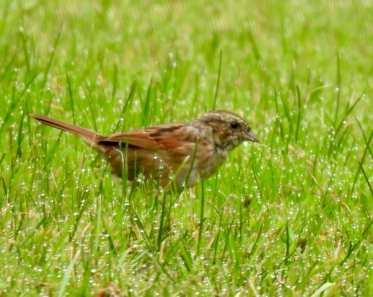 Swamp Sparrow - Lynne Harding