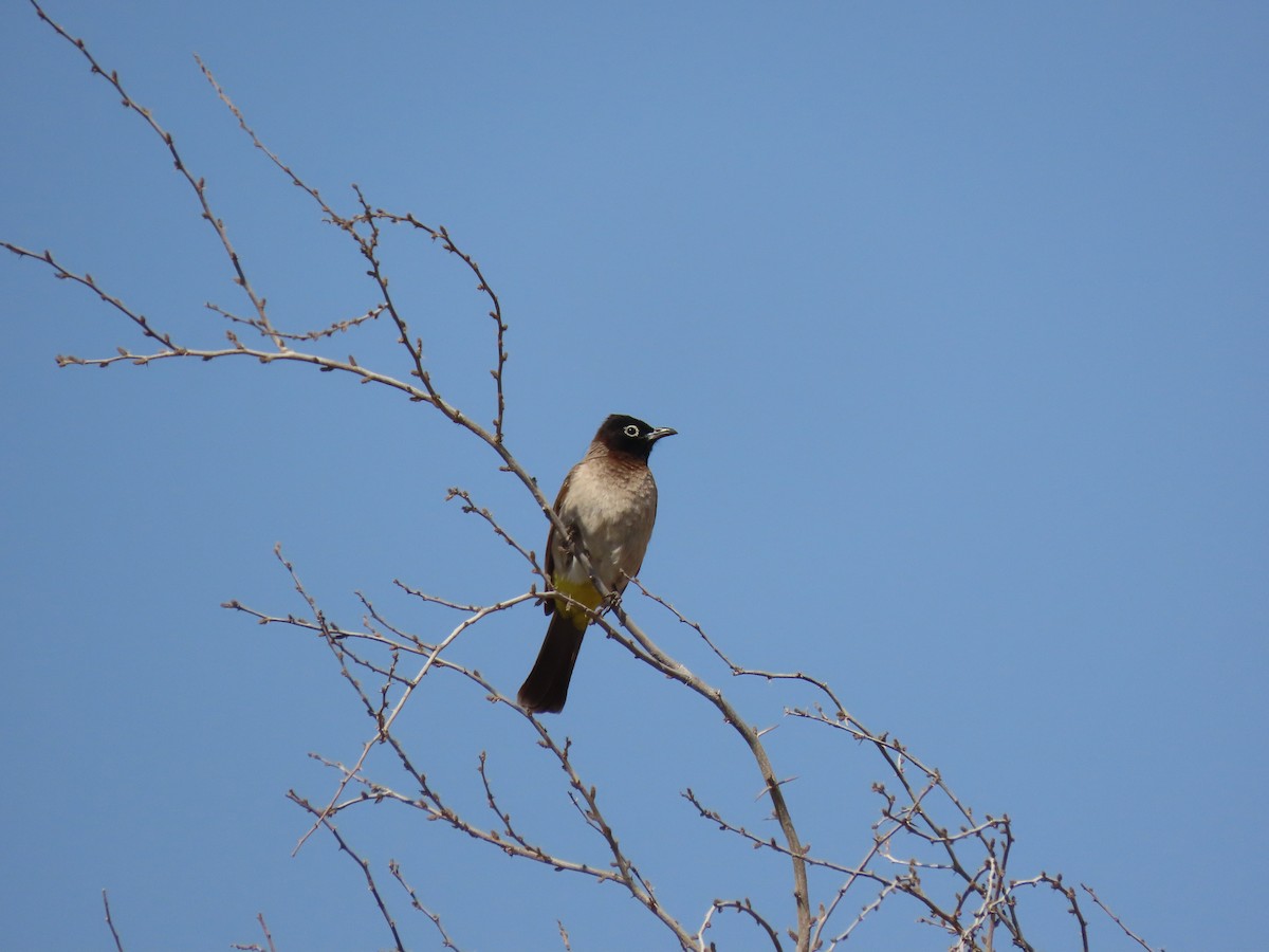 White-spectacled Bulbul - ML609670042