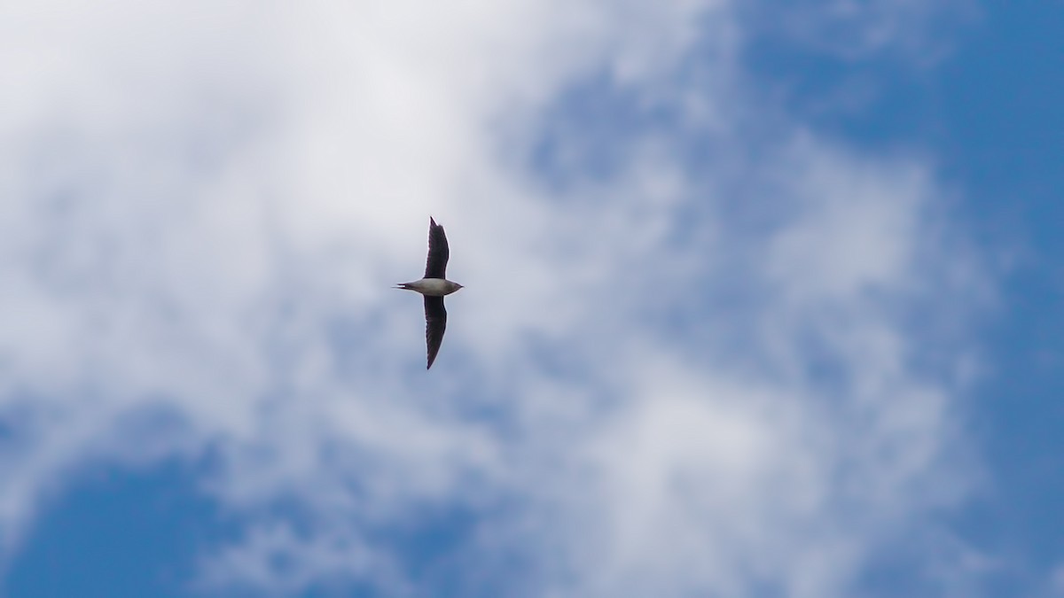 Black-winged Pratincole - ML609670123