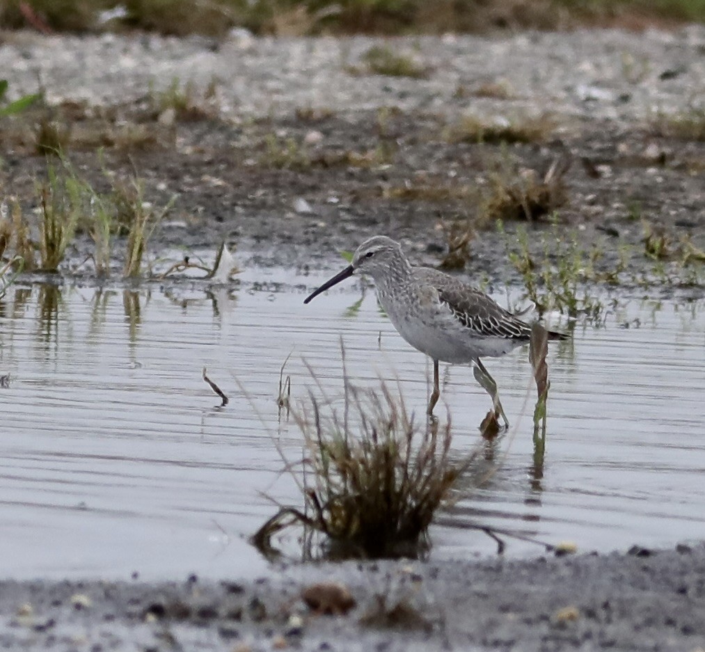 Stilt Sandpiper - ML609670128