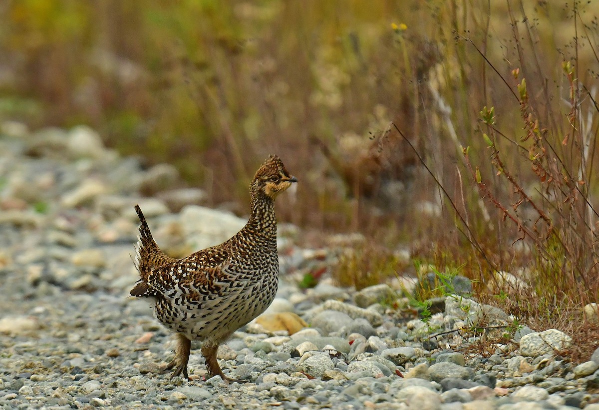 Sharp-tailed Grouse - ML609670379