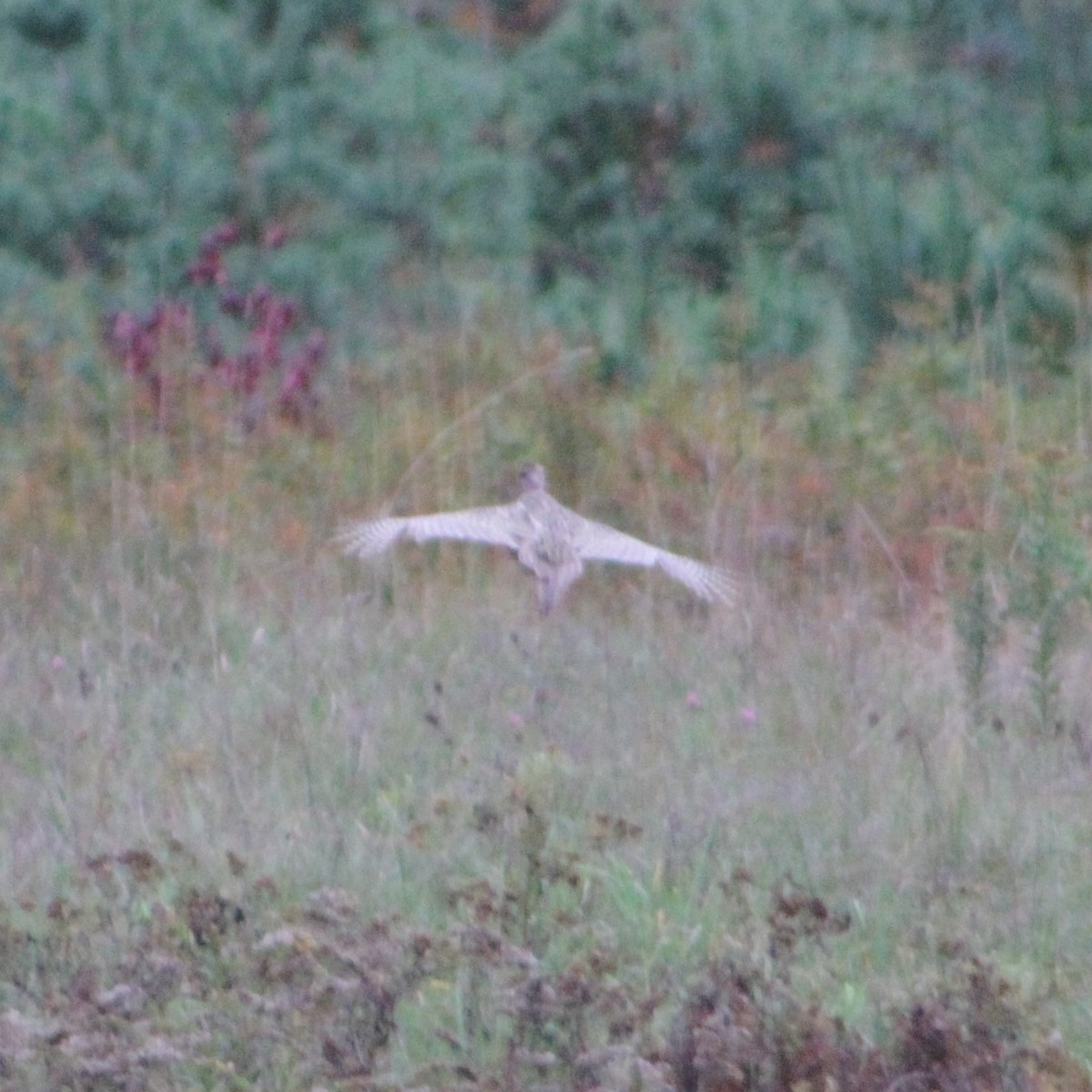 Ring-necked Pheasant - ML609670452