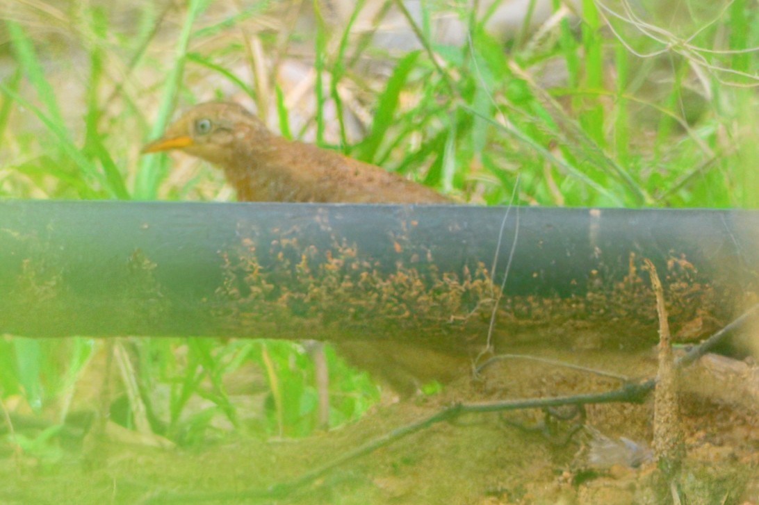 Yellow-legged Buttonquail - ML609670493