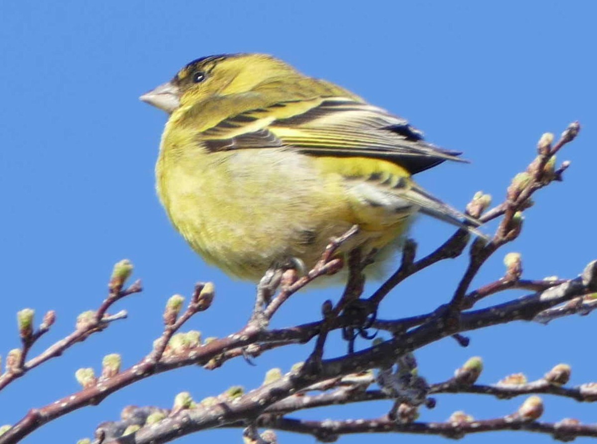 Black-chinned Siskin - Jacques Brisson