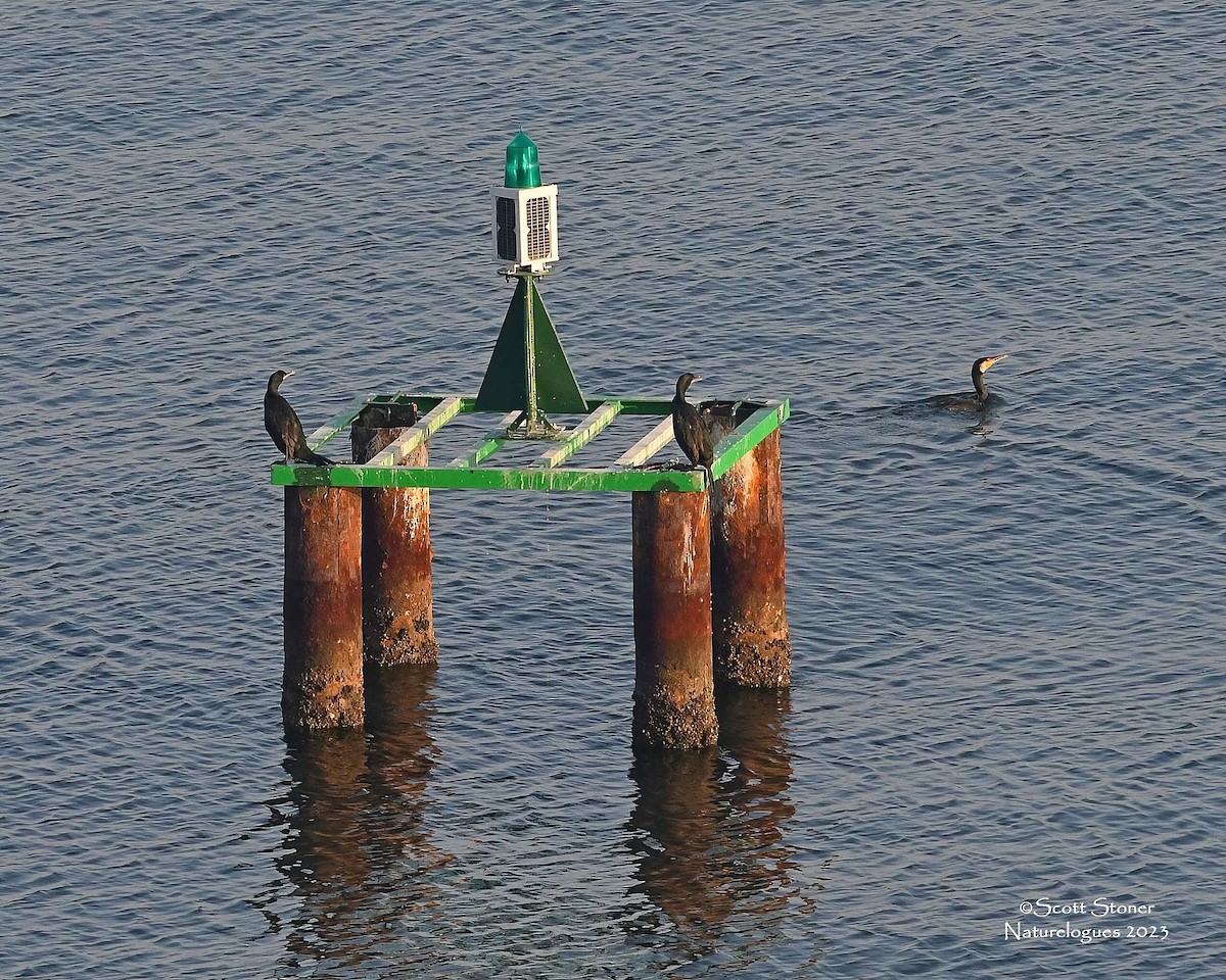 Great Cormorant - ML609670736