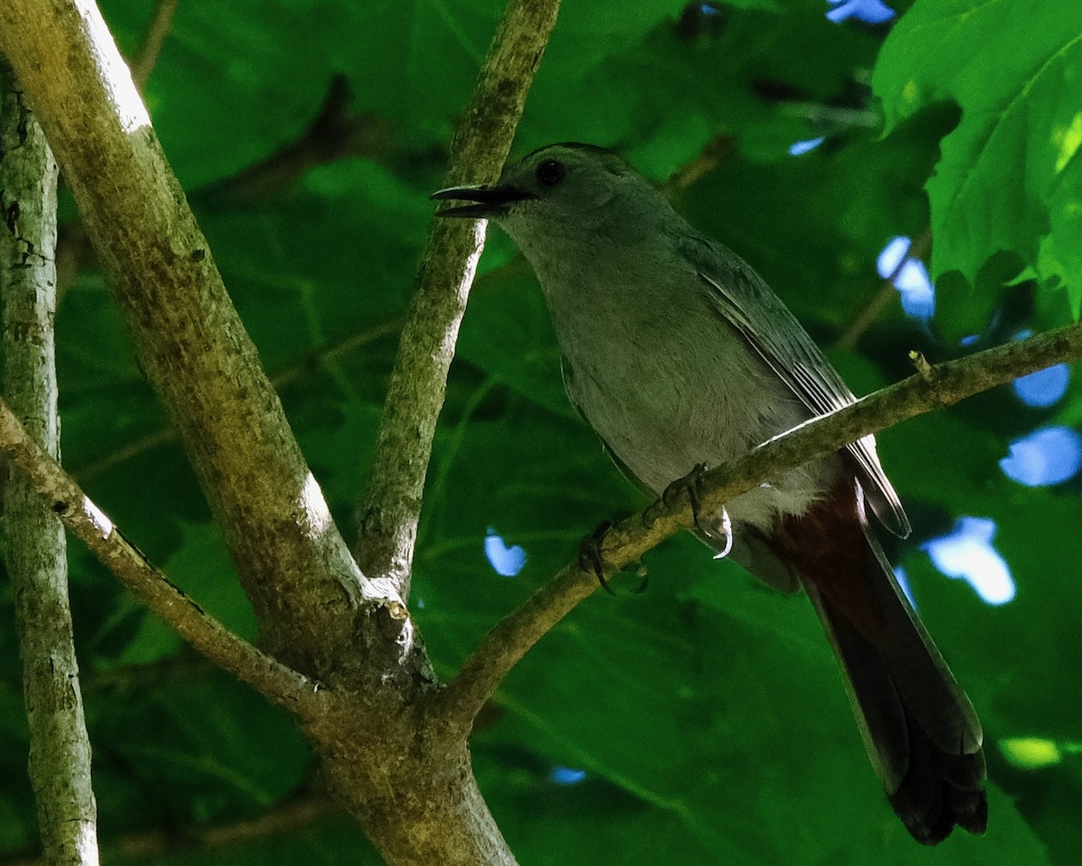 Gray Catbird - ML609670770