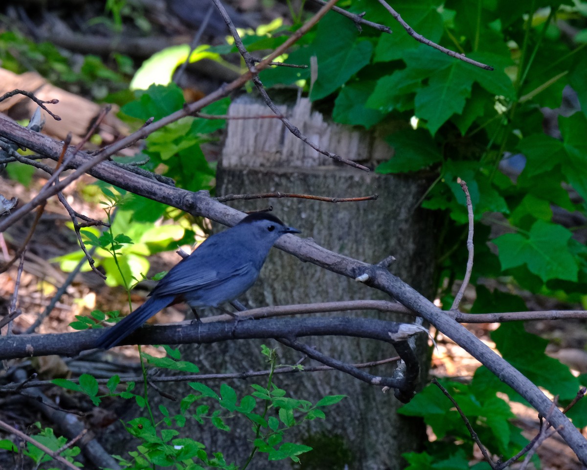 Gray Catbird - ML609670771
