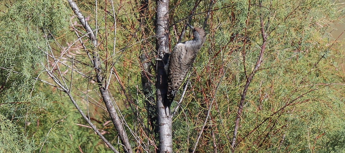 Gilded Flicker - ML609670834