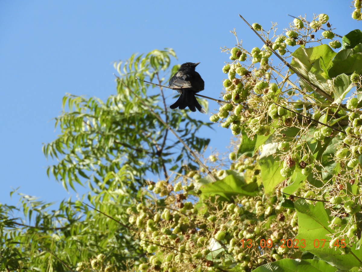 Black Drongo - Sharad Apte