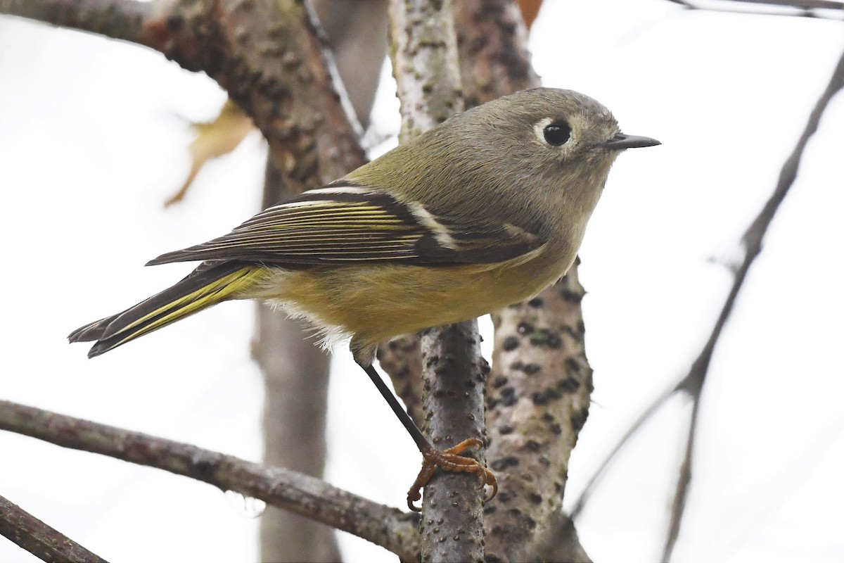 Ruby-crowned Kinglet - ML609670895