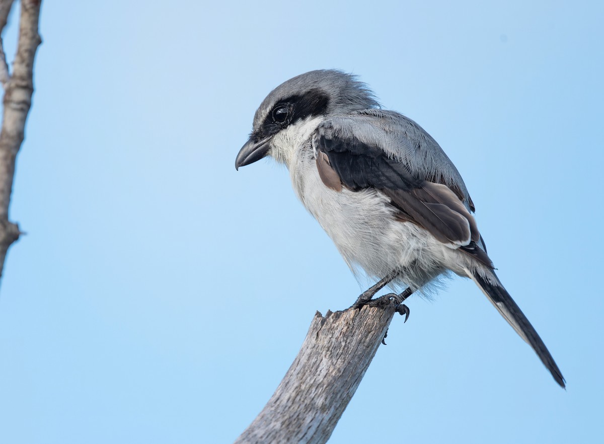 Loggerhead Shrike - ML609670919