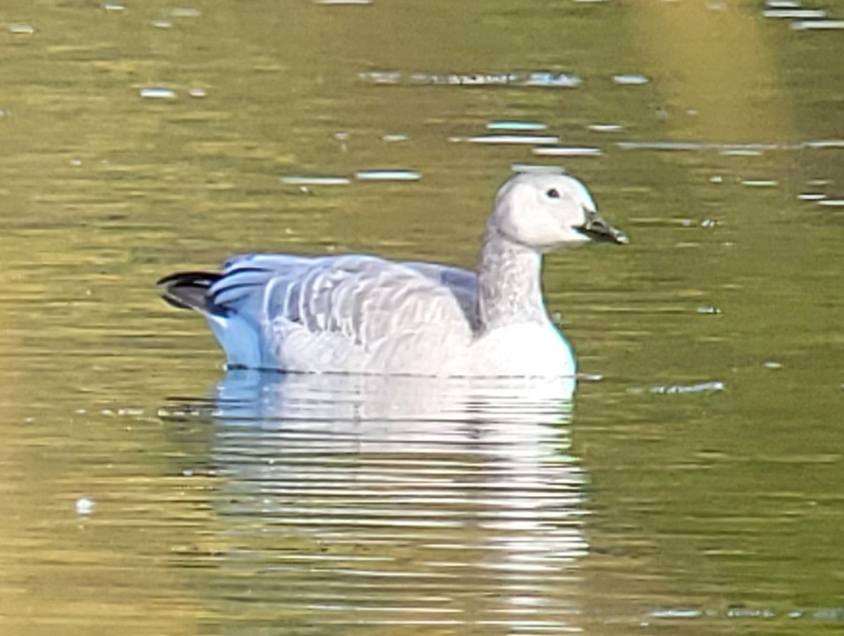 Snow Goose - Richard Cohen