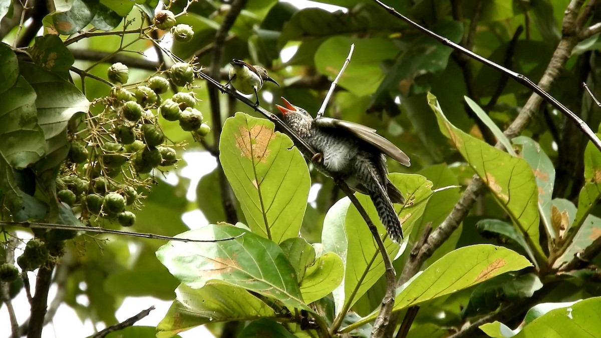 Gray-bellied Cuckoo - Sharad Apte