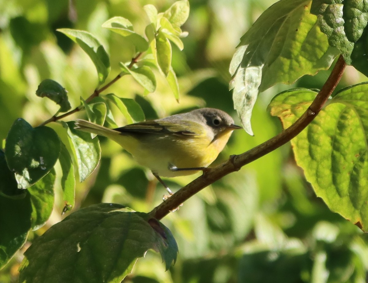 Nashville Warbler - ML609671138