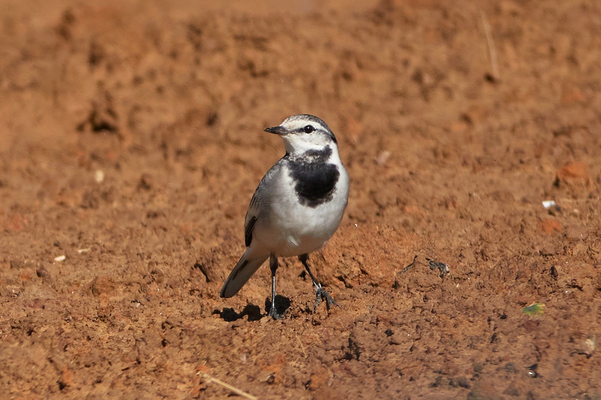 White Wagtail - Wendy Chao