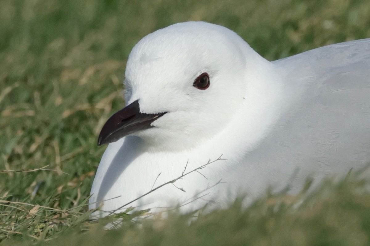 Hartlaub's Gull - ML609671211