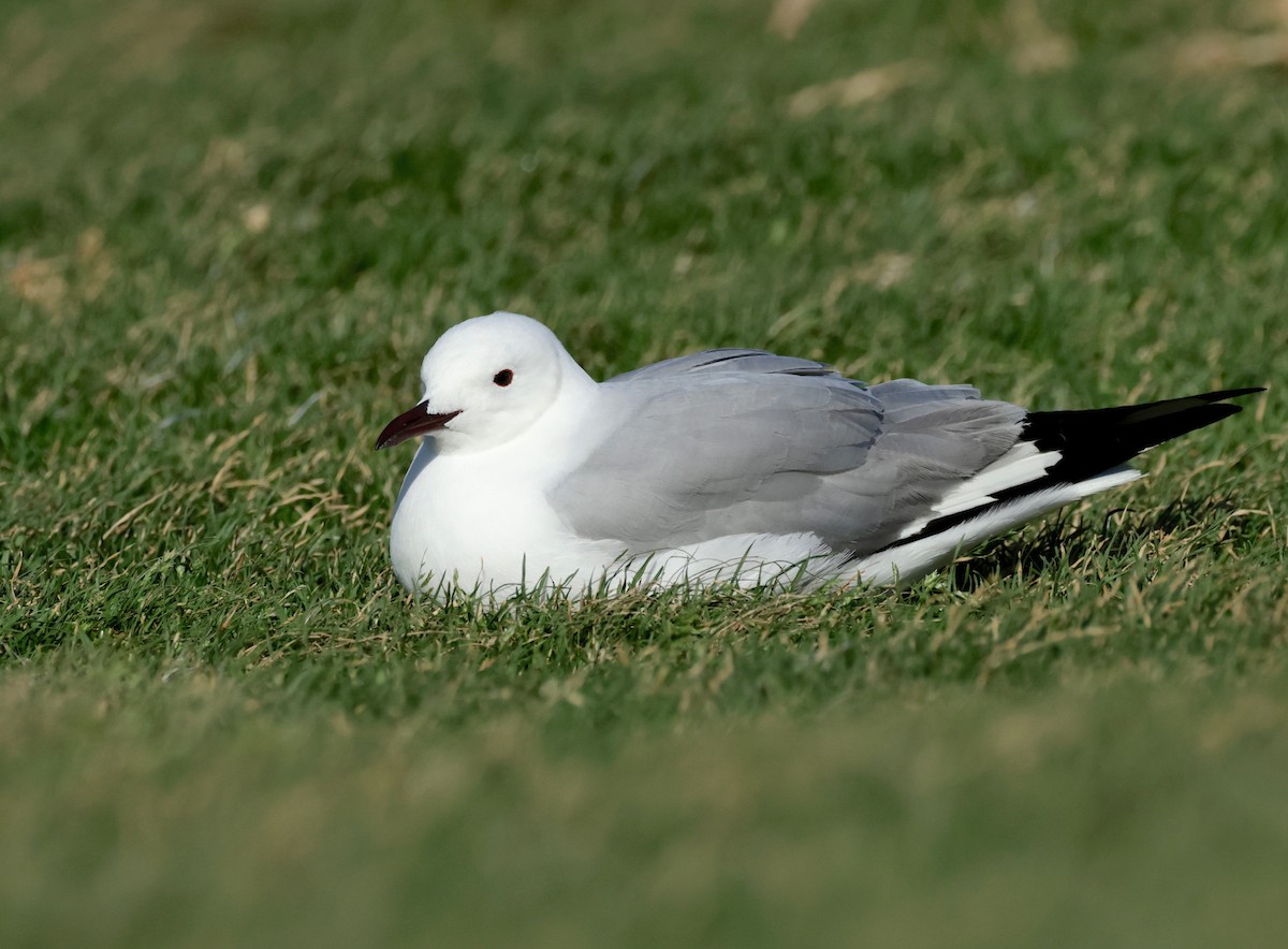 Hartlaub's Gull - ML609671215