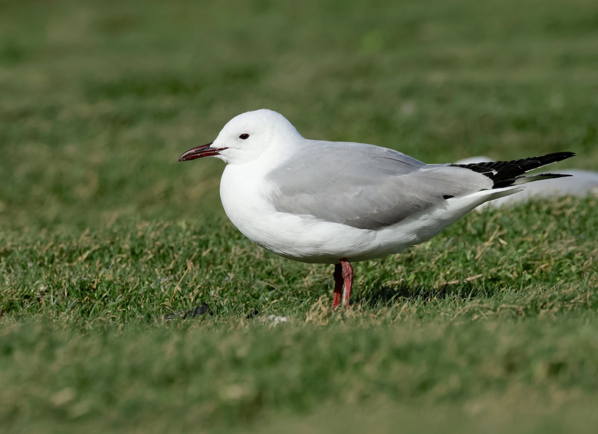 Hartlaub's Gull - ML609671216